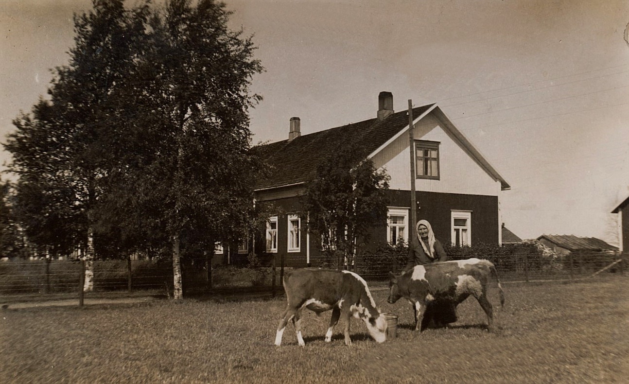 På fotot Ana-Kajs som matar kalvarna framför Nyströms gård.
