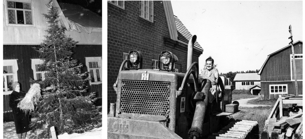 På bilden till vänster Verna Långfors som sätter ut en julkärv och till höger provsitter hon en maskin bakom mejeriet.