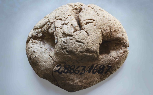 Den här lerknappen, som är 2,8 cm lång räknades som en sensation vid utgrävningarna på Rävåsen. Den uppbevaras på Nationalmuseum i Helsingfors. Foto Mikael Herrgård från Korsholm.