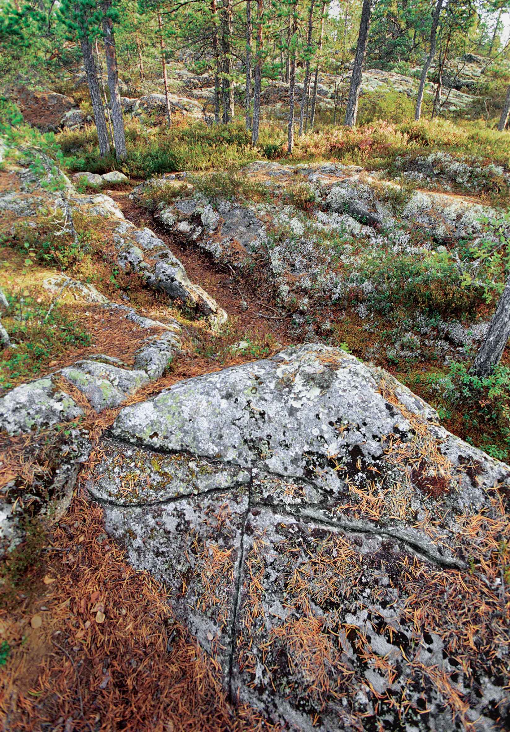 Den här inristade kompassen hittade Lars Ålgars på en klippa som var täckt av mossa i närheten av Bastuväggen på Bötombergen. Foto Mikael Herrgård.