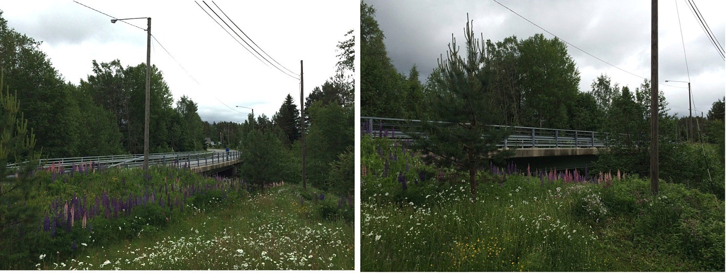 Lupinerna blommar vackert i vägrenen på Brobacksidan. Vegetationen är tät omkring Lillbron vilket gör att man knappt märker att man kör över den.