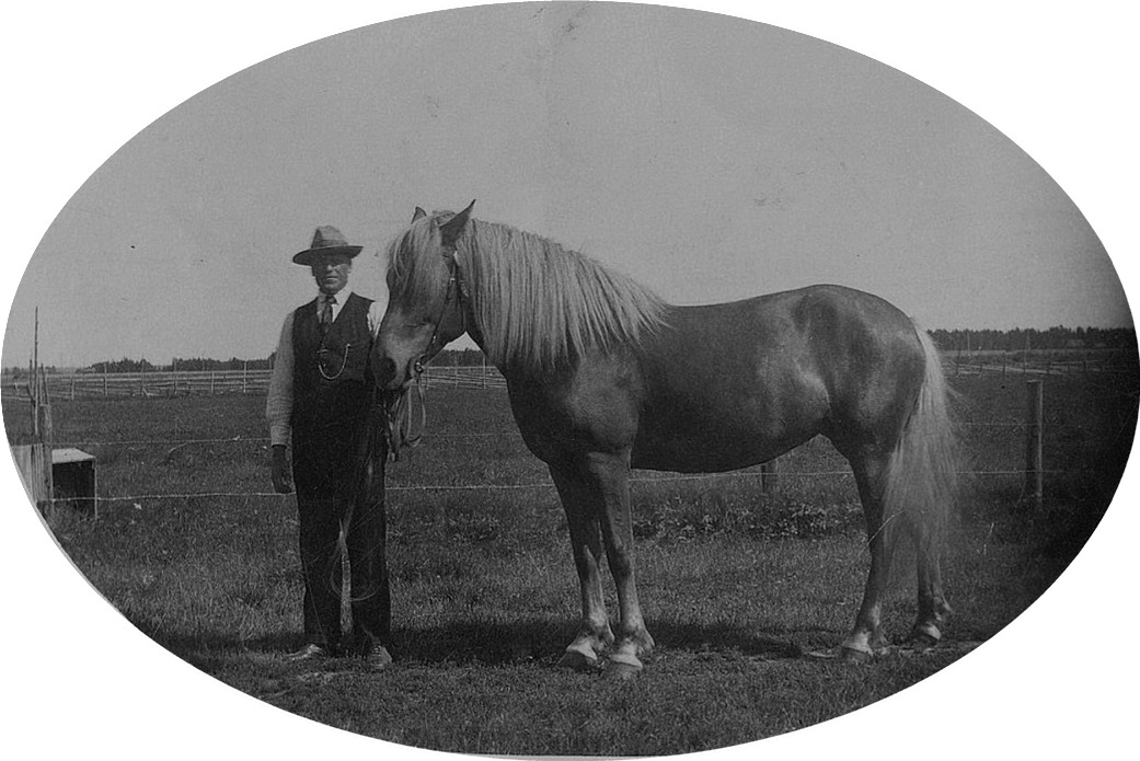 Artur Mitts som stolt hästägare på Åbackan. Hästen hette Laura och den hade inköpts i Jämijärvi. Vill du läsa mera om hästarna på Mitts, så rulla till slutet på denna historik så får du läsa om hästarna som togs ut i krigstjänst. 