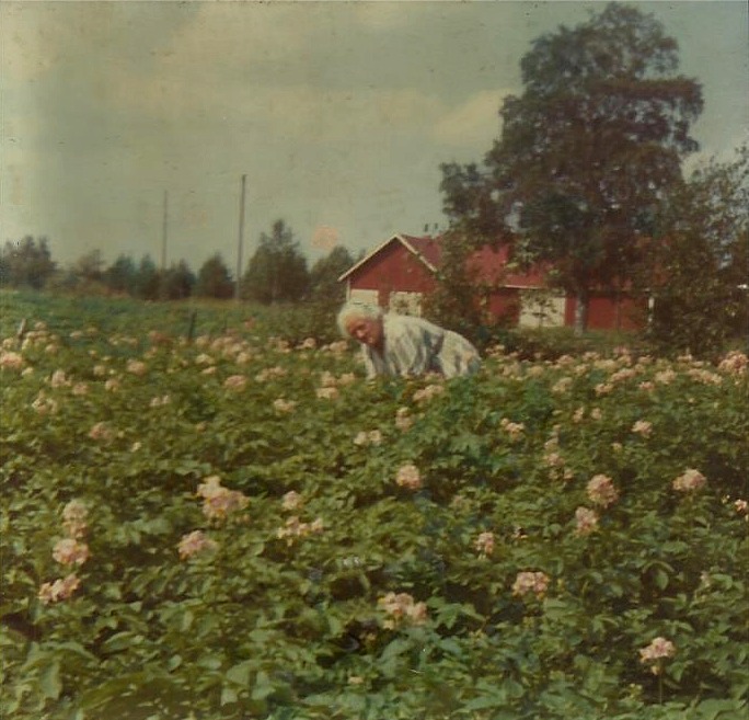 Här Alice Lillkull i potatislandet som låg mellan gården och landsvägen. Fotot från 1970 och i bakgrunden syns Åke Backlunds uthusbyggnad som sedan byggdes om till potatislager.