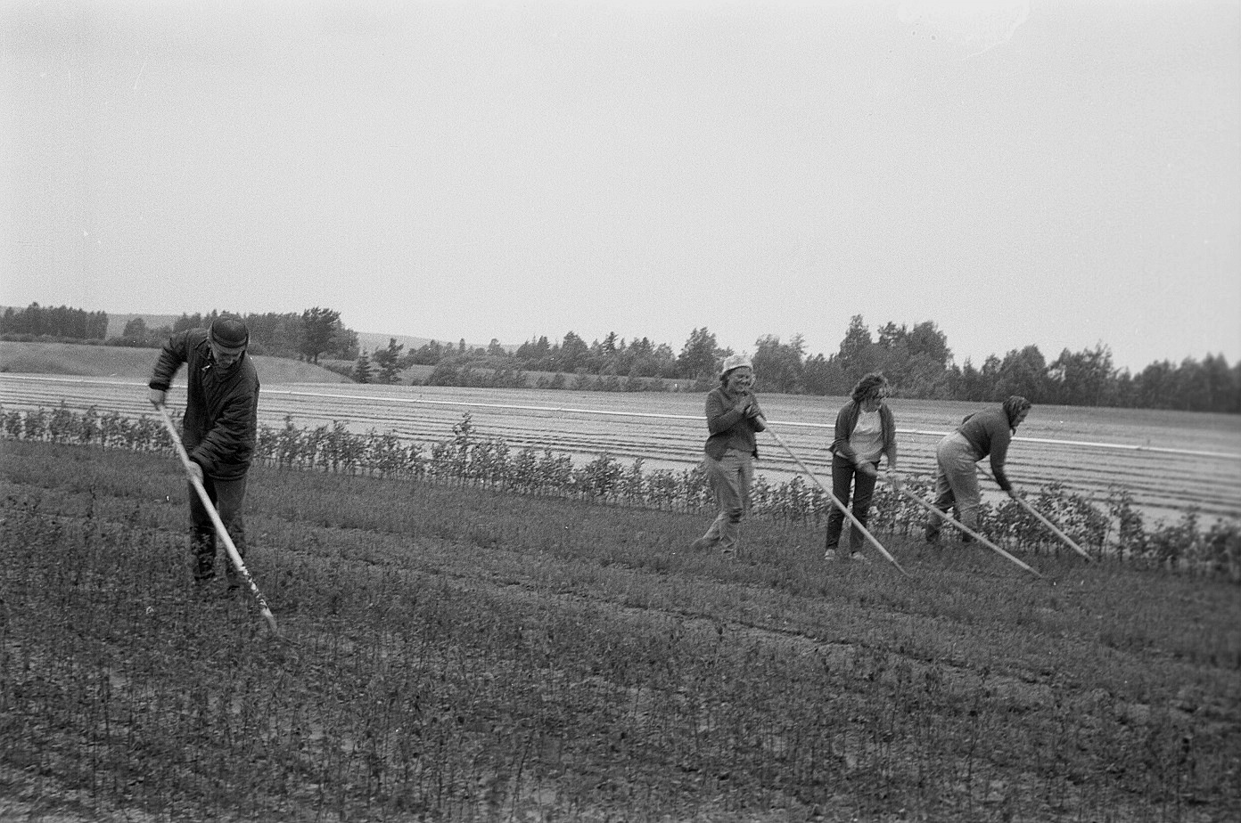 Arbetsmetoderna på plantskolan har förbättrats betydligt från de första åren till i dag. Fotot är från 1965 och till vänster går Per Antfolk, följande är Astrid Granér, Inga-Lill Lillkull och till höger Verna Långfors.