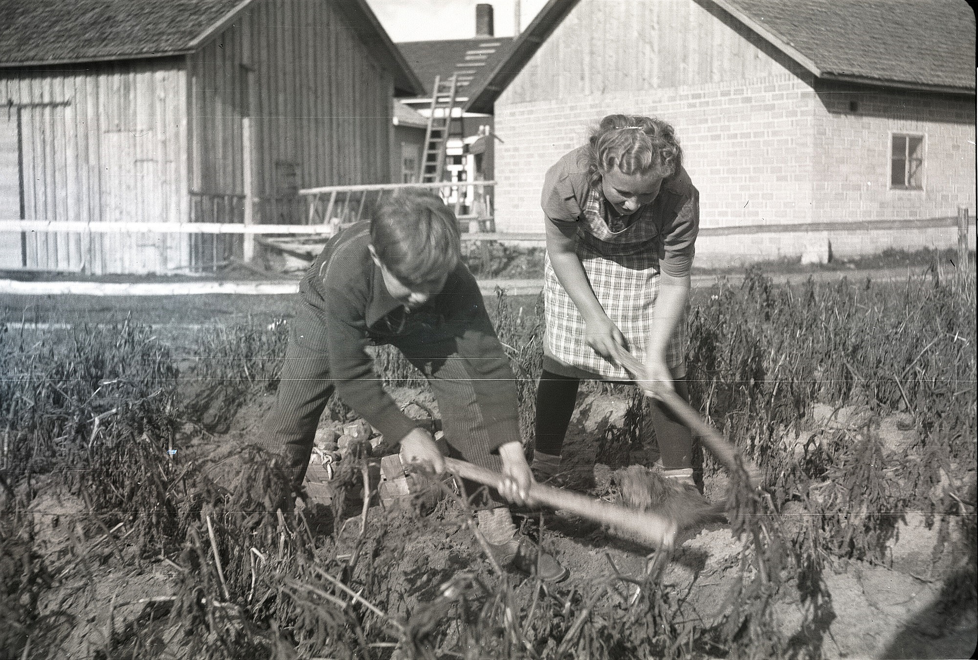 På Selim Björses foto så ser vi Dagny Nyberg och Åke Berglind med "pärongräftor". Åke Berglind (f. 1928) son till Almas bror Viktor Berglind och hans första hustru Helmi. Då Helmi dog år 1929 och Viktor blev ensam med tre små pojkar så tog Emil och Alma hand om Åke som var den yngsta och de skötte honom till vuxen ålder.