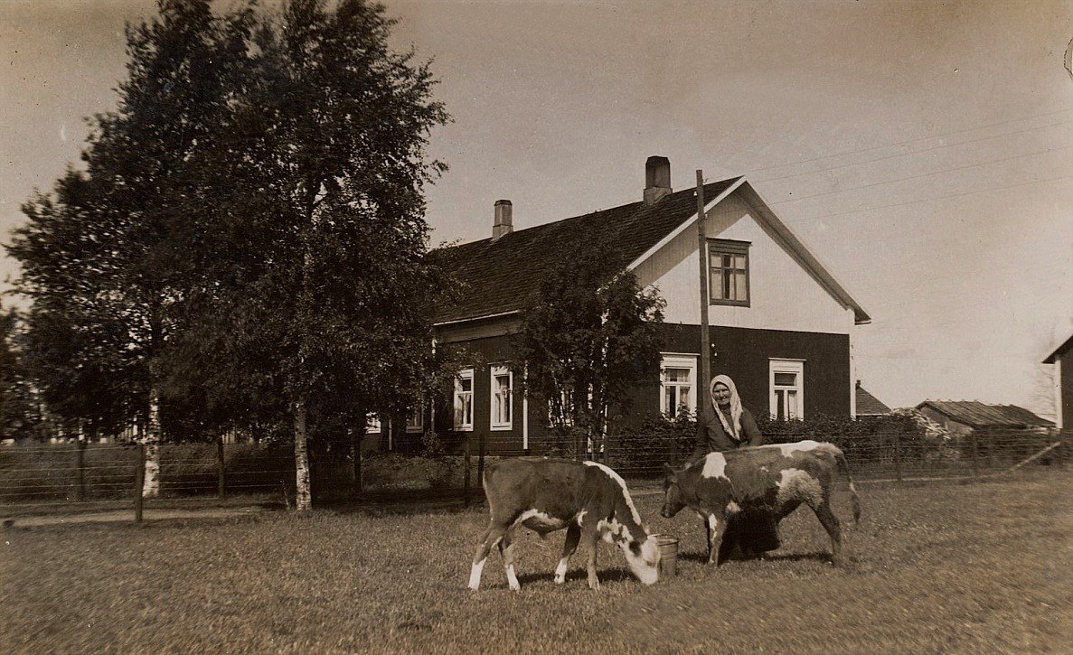 På bilden Guldis mor ”Nyströmas-Anakajs” med kalvarna på åkern bredvid Nyströms gård. Anakajs hade vistats i Amerika runt sekelskiftet och när hon återvände så hjälpte hon flera Dagsmarkbor som stod i beråd att flytta till Amerika, både ekonomiskt och med goda råd.