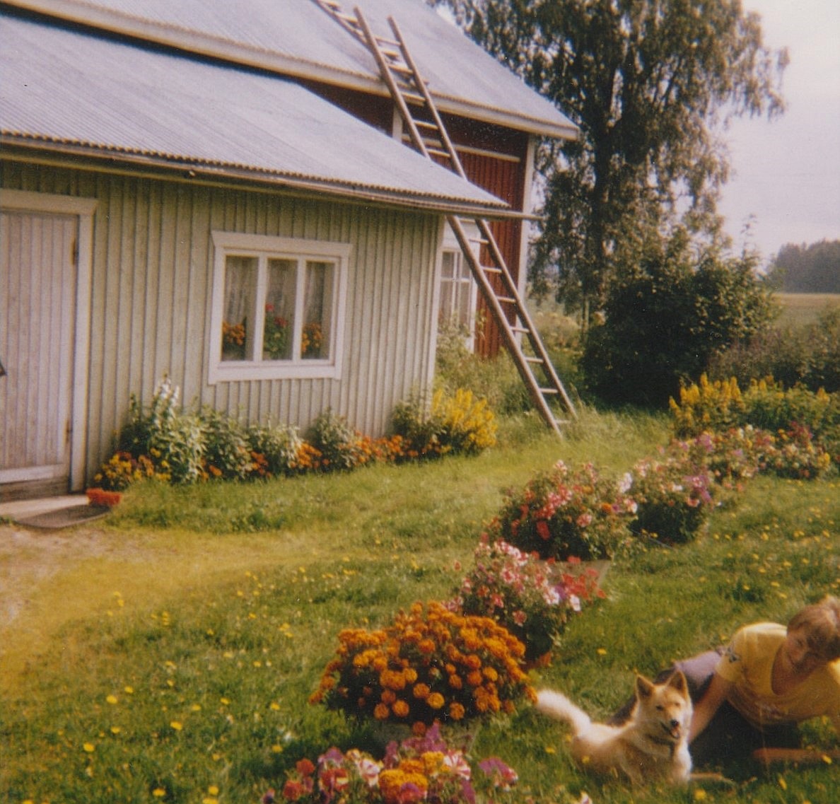 Här gården och blommorna fotograferade från gårdssidan. Hunden Milli fick också vara med.
