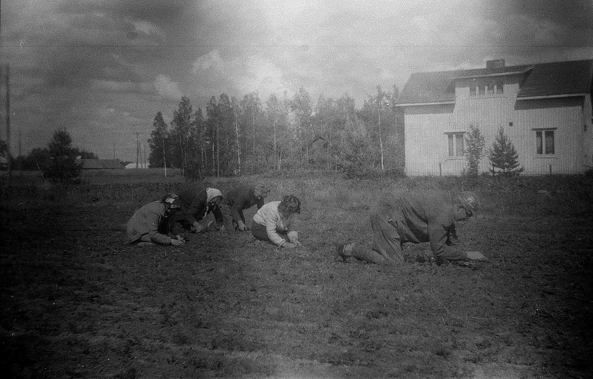 Morotslanden skulle både gallras och rensas. Per-Erik leder och längst bort "kräller" Jenny, Ragnar och 2 okända. 