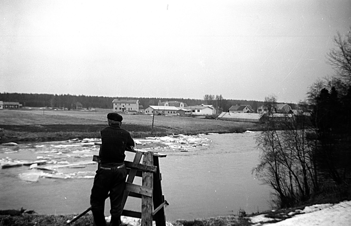 Islossning någon gång på 50-talet. Byggnaderna i bakgrunden är välkända, här syns också det växthus som Ålgars-Lasse byggde nedanför gården.