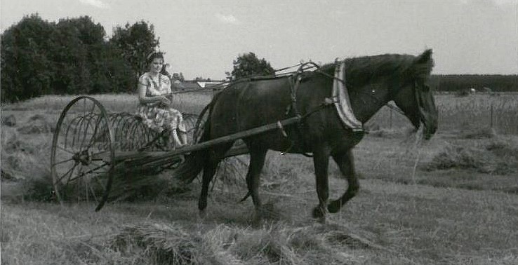 På bilden kör Else Grönlund med höräfsan och hästen Mona passade på att nafsa åt sig en hötapp.