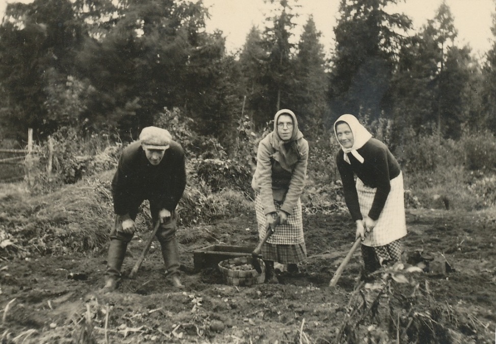 Makarna Erland Björklund och Hentela-Hulda gräftar potatis tillsammans med Helmi Lövholm till höger.