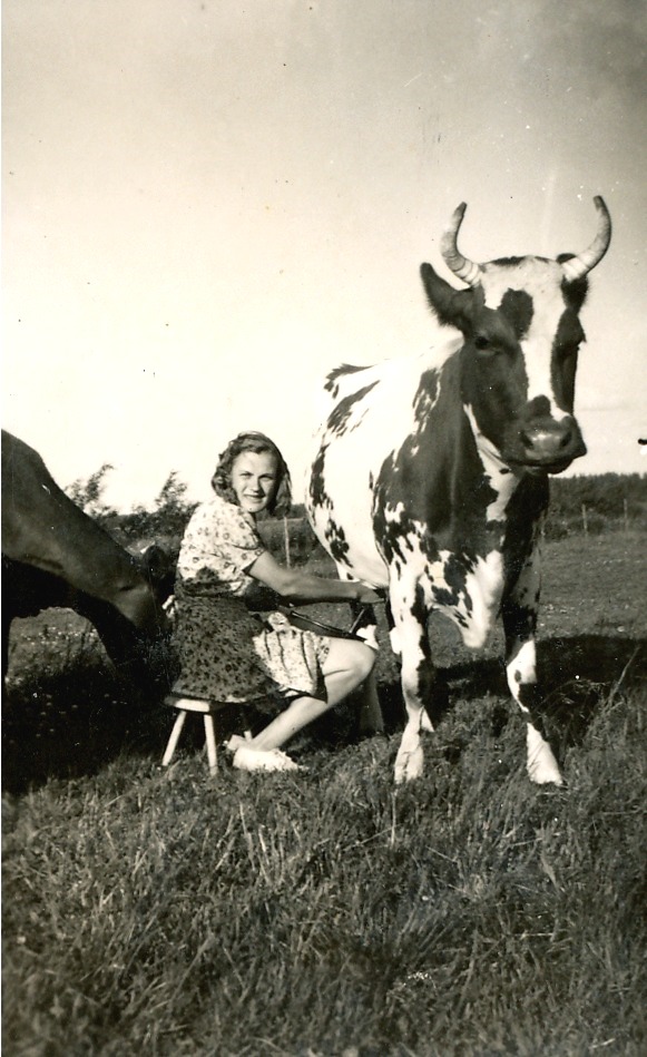 Här sitter Helvi och mjölkar en ko medan den andra står bakom och väntar på sin tur.