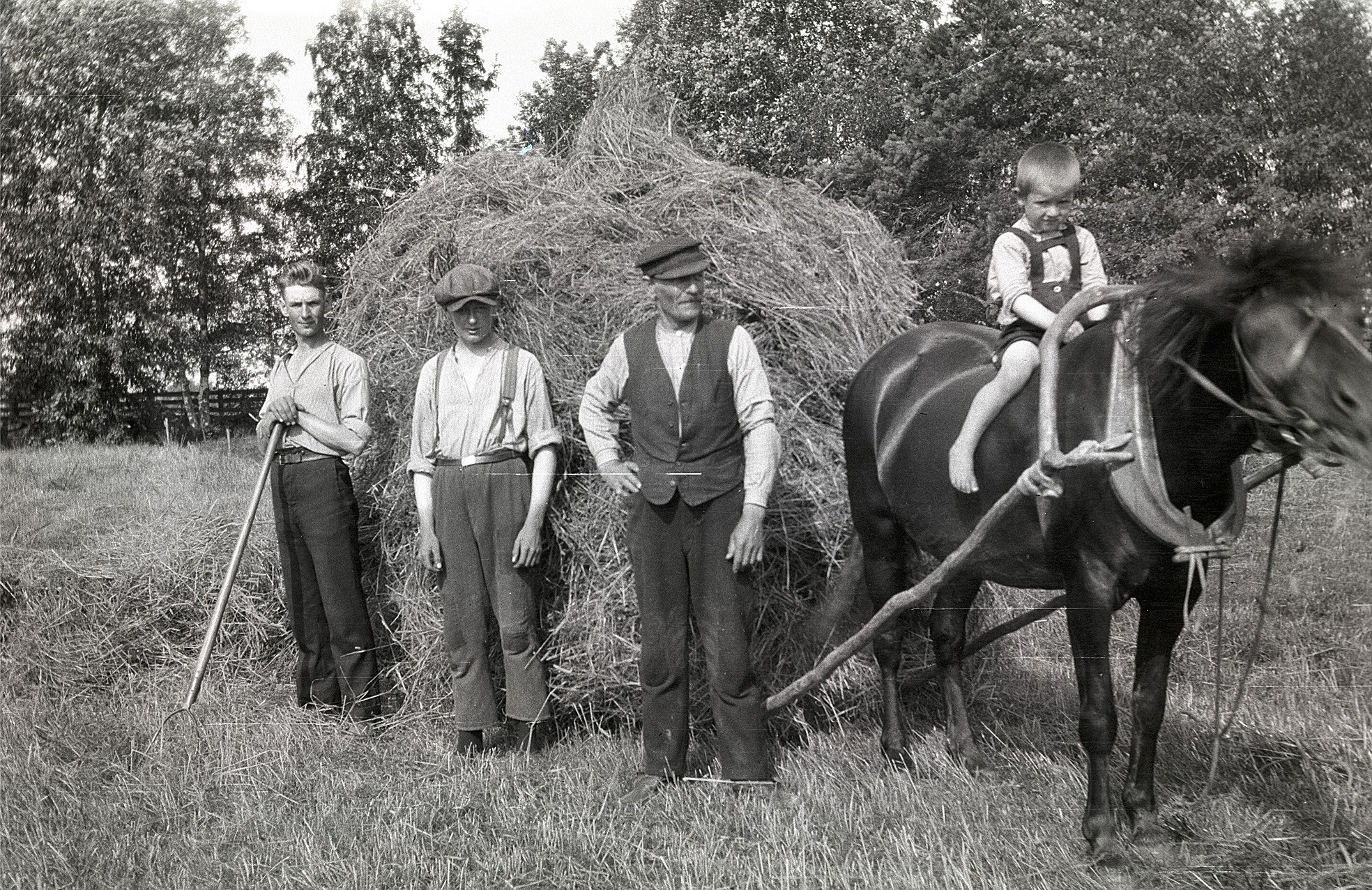 Arvid och Lennart Björses bärgar hö med "släpon" tillsammans med Erik Johan. Arvids son Alf sitter på hästen.