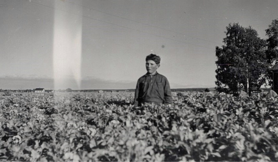 Birger Lundberg i sitt potatisland.