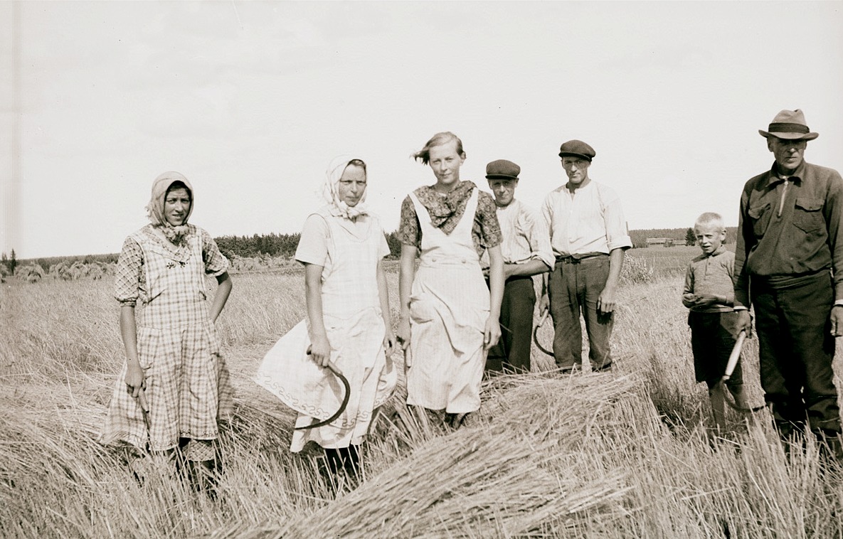 Familjen Lillsjö i färd med att skära rågen med skärorna, från vänster Astrid, f.1920, Inga, f.1915, Gurli, f.1922, Rurik, f. 1917, Ingvar, f. 1916 och Erik f. 1927. Längst till höger pappa Viktor, f. 1895.