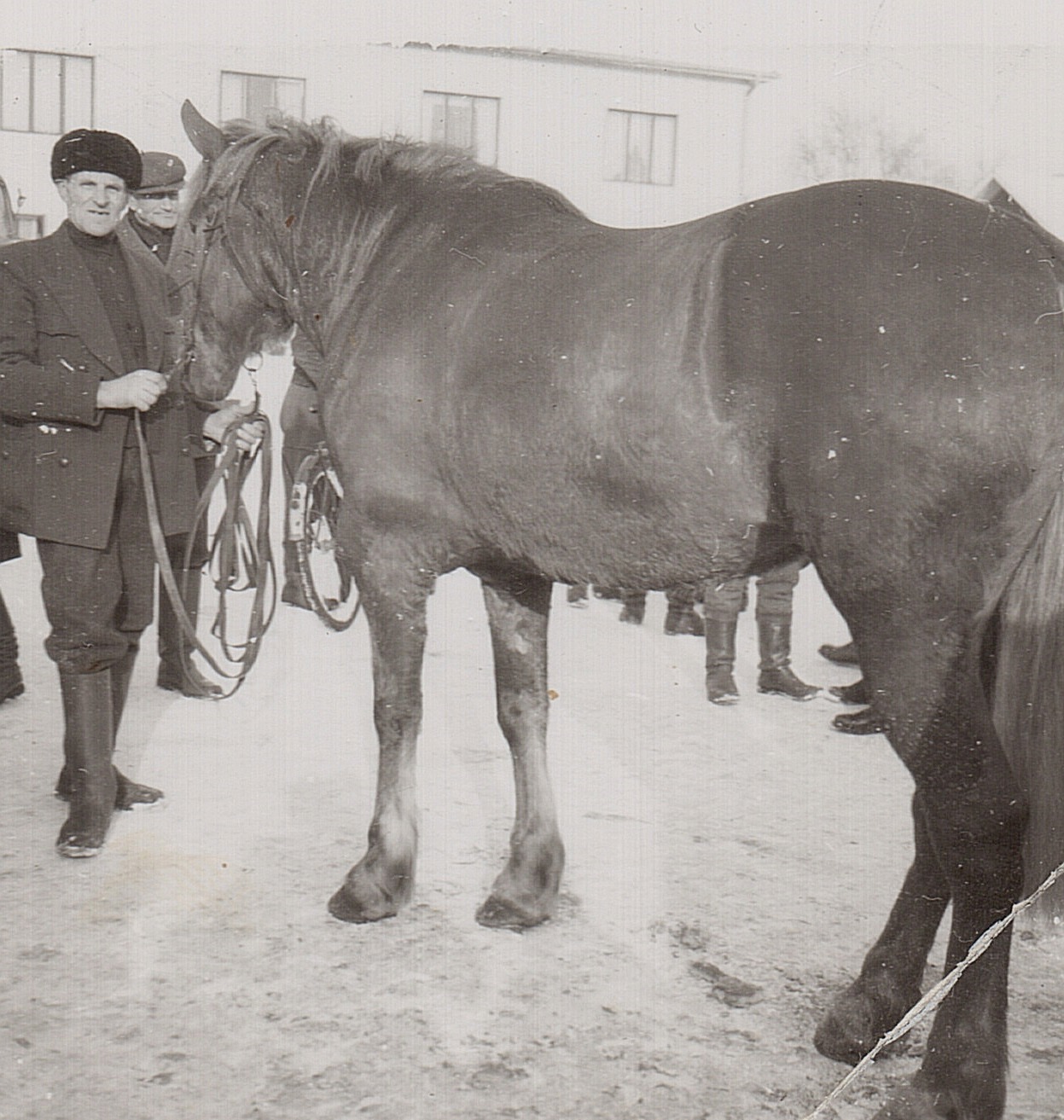 Josef Granlund var en känd hästkarl i nejden.