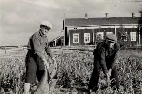 Rurik Holm till höger gräftar upp potatisen medan kamraten Herbert Nordman håller upp säcken. Bakom gärdesgården står Ruriks hemgård.