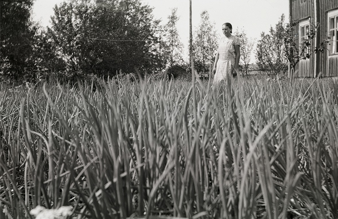 Här har fotografen Selim Björses hukat sig rejält, då han skulle fotograferna lökpiporna i Helmi Ekman lökland.