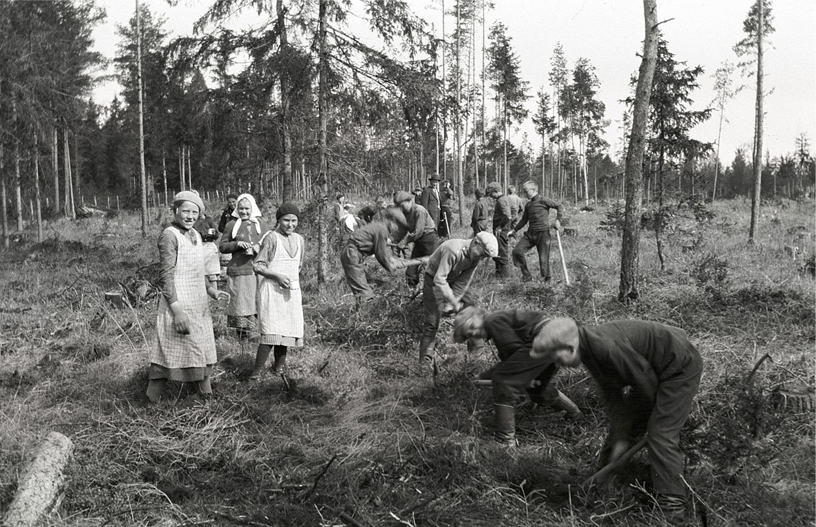 Ibland kan man undra vad som skulle hända om eleverna i dag skulle arbeta med skogsplantering på skoltid?