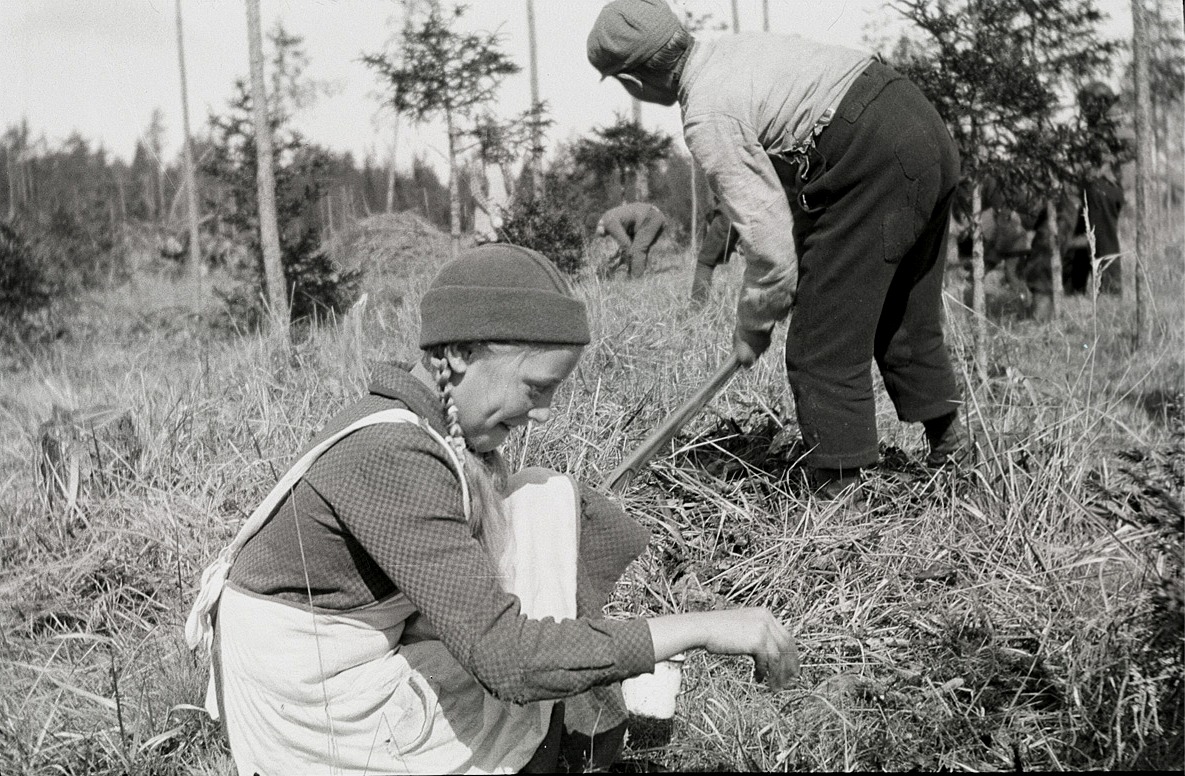 Både pojkar och flickor deltog i skogsplanteringen. Notera kläderna på dessa barn.