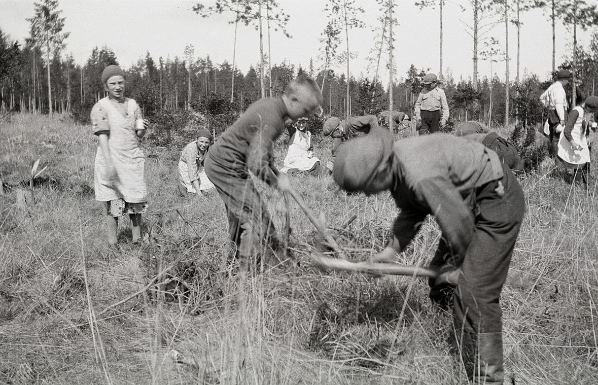 Skolans elever med i skogsplanteringen.