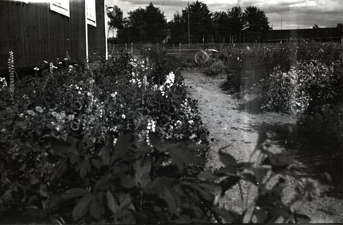 Astrid Björklunds mångåriga blommor uppefter stugväggen i Dagsmark. Mitt i bild skymtar en motorcykel, möjligtvis tillhörande fotografen Selim Björses.