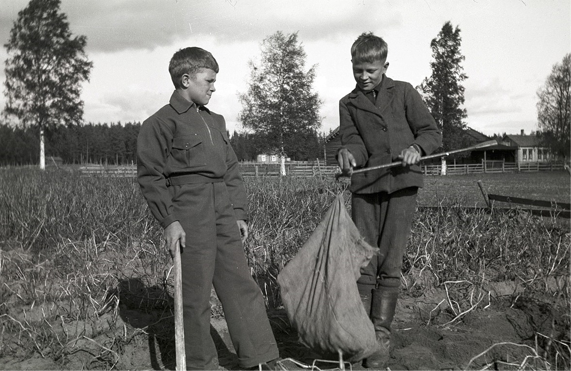 Här håller pojkarna på och väger potatisen med bessmane.