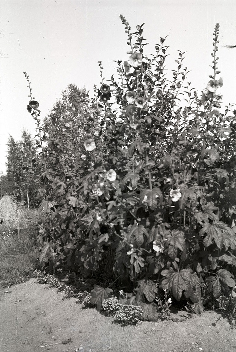 Ståtliga stockrosor.