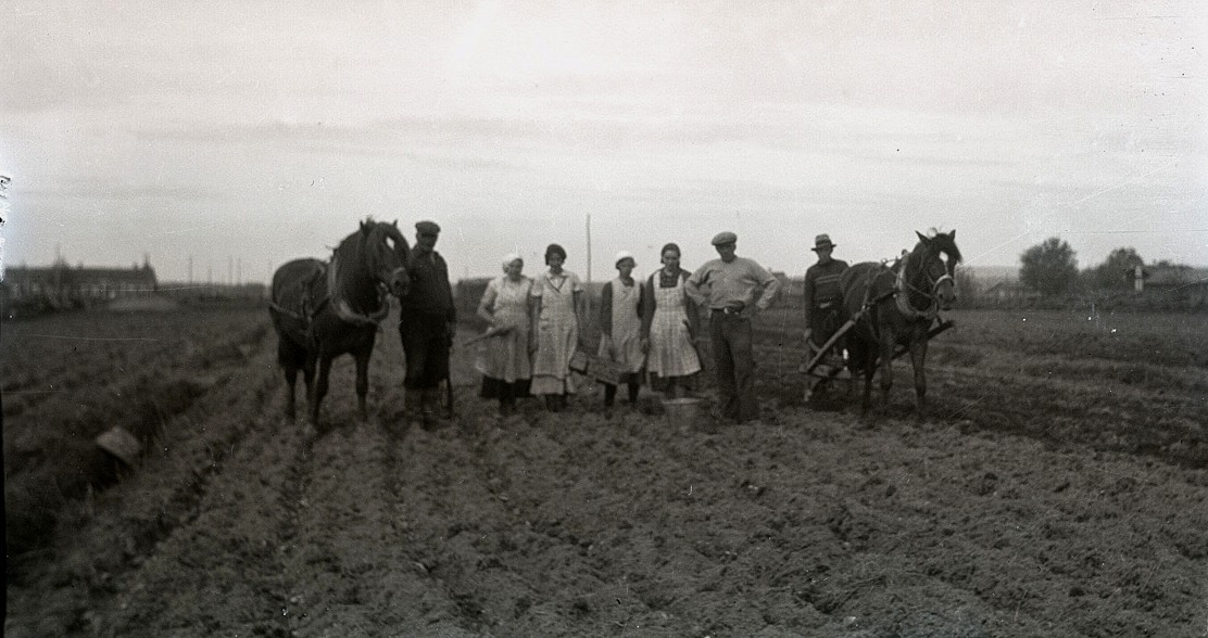 I början på juni skulle potatisen sättas och det gjordes för hand efter att hästen först kört upp fårarna.