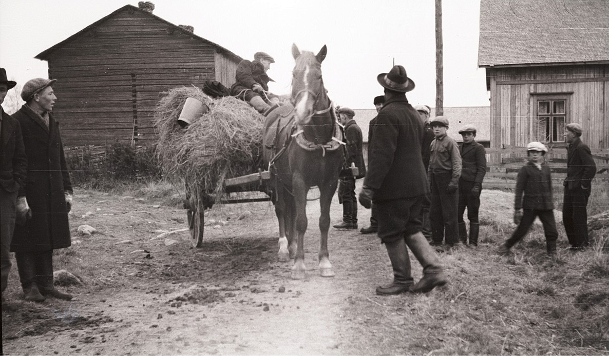 Här en häst med hökärra färdig att skickas till fronten, platsen är vid Gustas Kaalas.