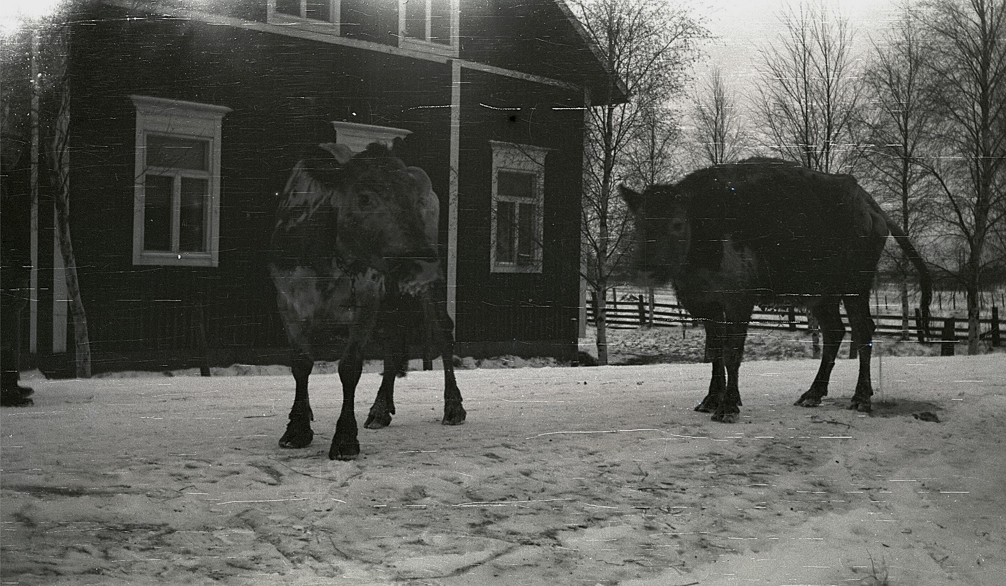 Folk och kreatur började evakueras från Karelen och här två villrådiga kor på landsvägen i Lappfjärd.