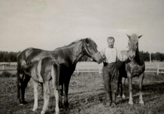 Erland Norrgård med 2 hästar och ett föl.