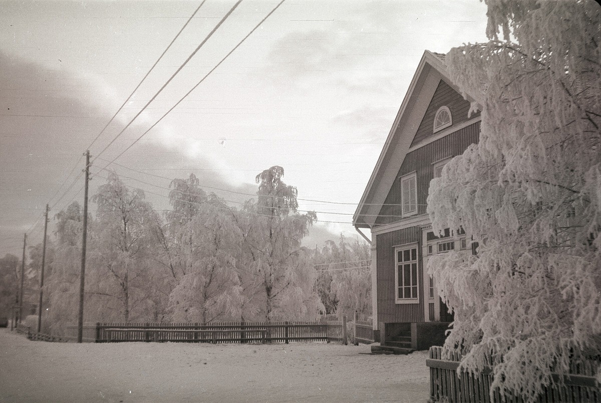 Björkarna runt Helsingforsbanken var fulla med rimfrost denna kalla vinter.