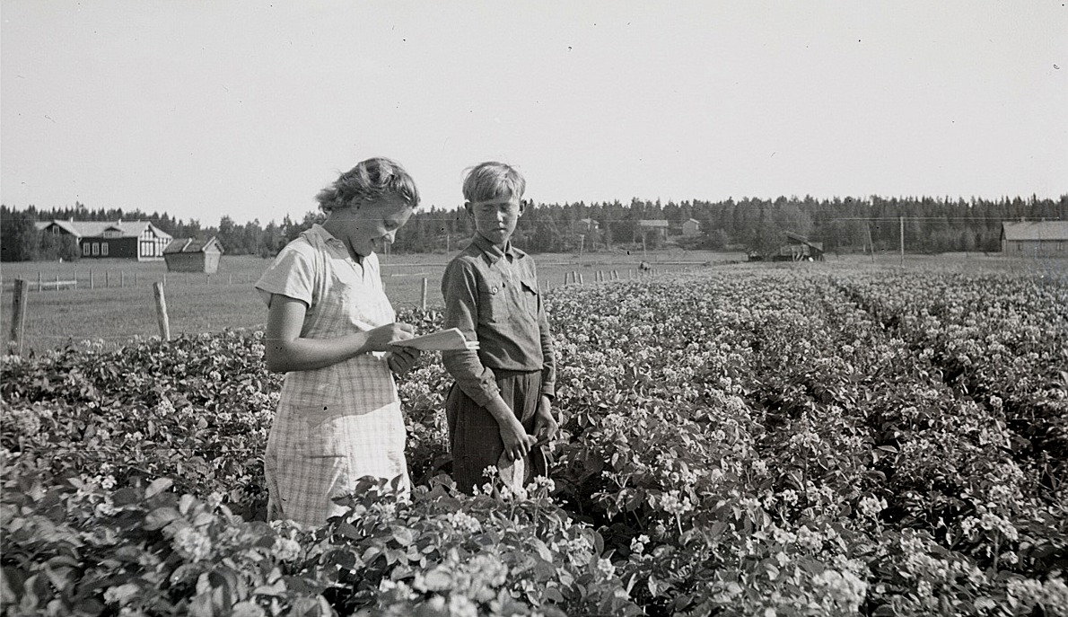 Klubbledaren Karin Andtfolk granskar Runar Klemets fina potatisland i Härkmeri.