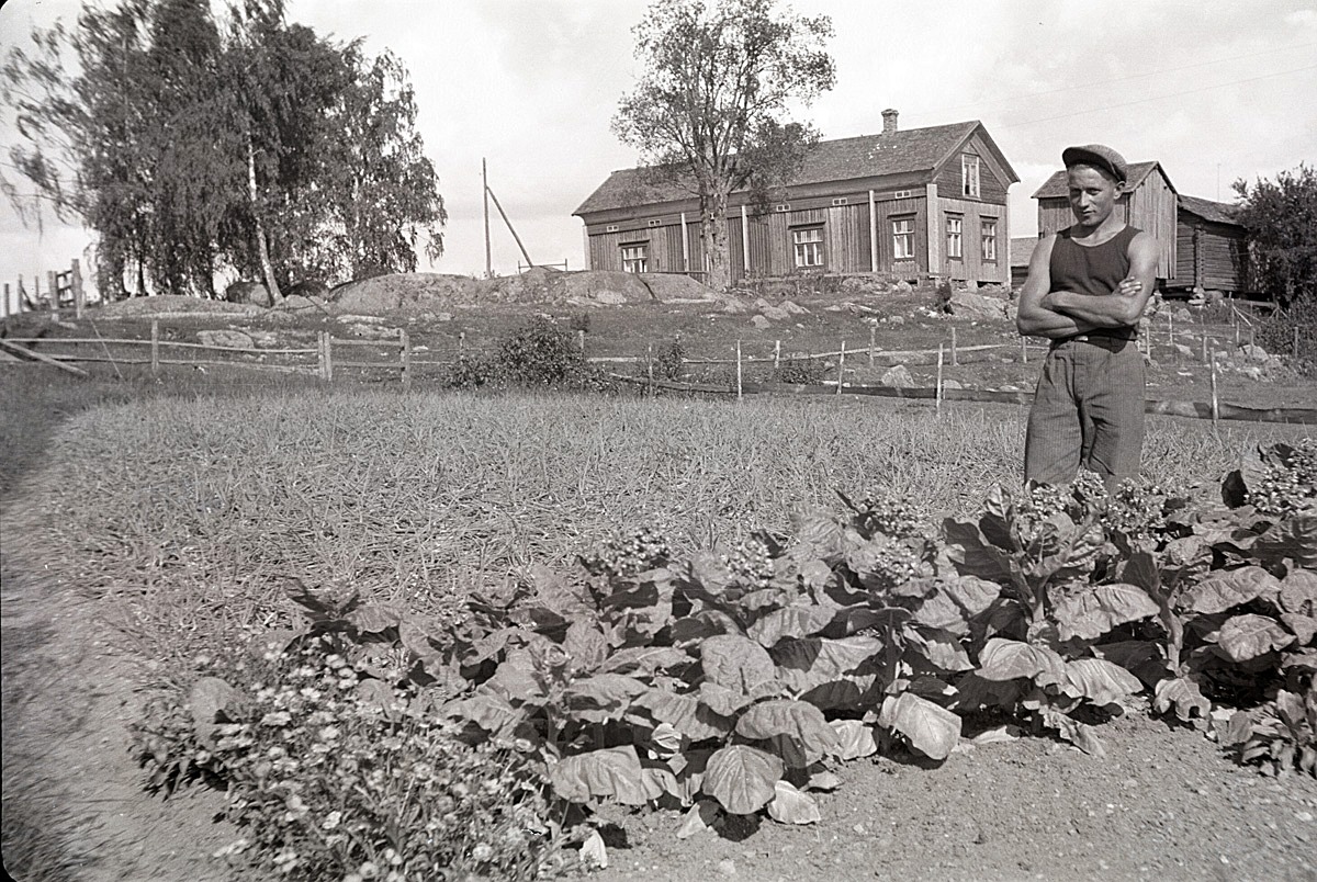 Lennart Åbro i Härkmeri odlade både lök och tobak i sitt klubbland.