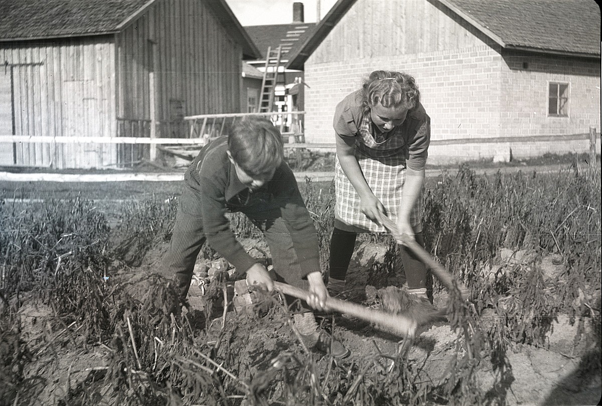 Åke Kankaanpää och Dagny Nyberg gräftar upp potatis i sitt klubbland på Sunnantillvägen i Dagsmark. Dagny gifte sig sedan med Egil Mannfolk från Lappfjärd.