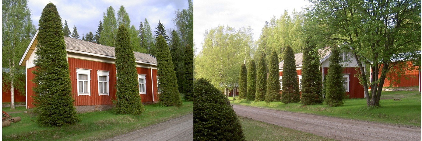 På bilderna Johan Viktor och Huldas gård i Lillsjö som övertogs av brorsonen Arvid Berglund. De vackert klippta granarna är Arvids verk.