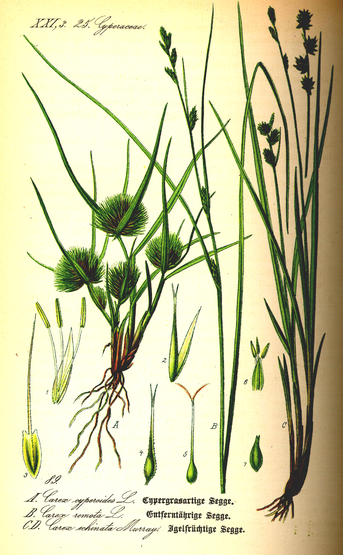 Här exempel på några av de starrväxter som i vardagligt tal kallades för lappgräs eller lapphö.
