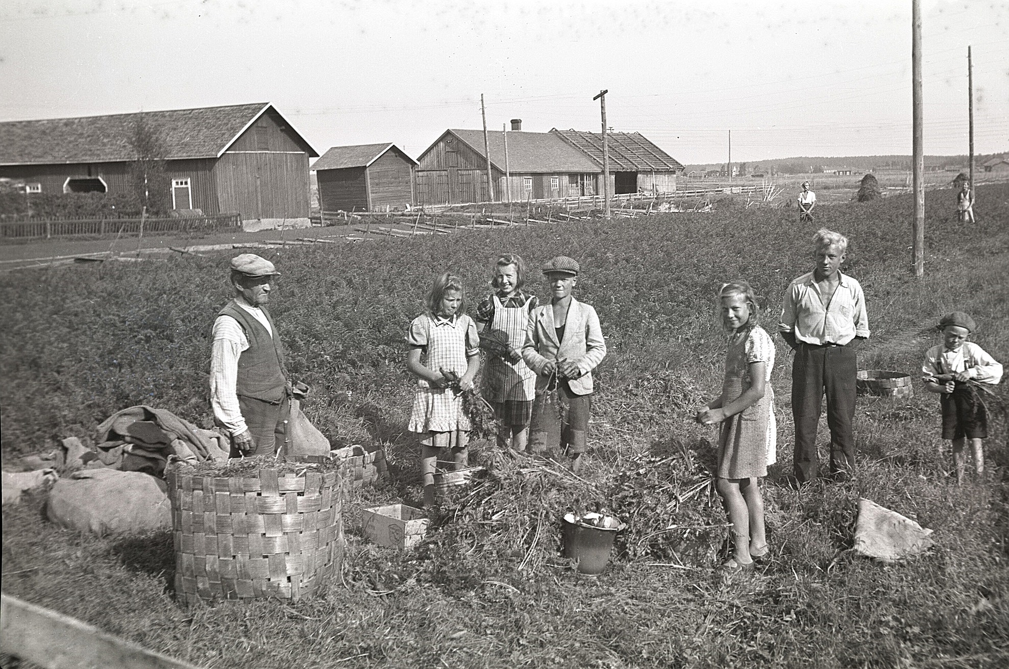 Viktor Ålgars (1871-1949) med många hjälpredor i morotslandet. Mitt i bild står sonen Kurt (f.1926) och med händerna på ryggen står Åke (f.1924) och längst till höger Johan (f.1929). Längst bak i åkern står dottern Agnes (f. 1917). De övriga flickorna tillsvidare okända. Artur Hellmans uthus och ria syns till vänster.