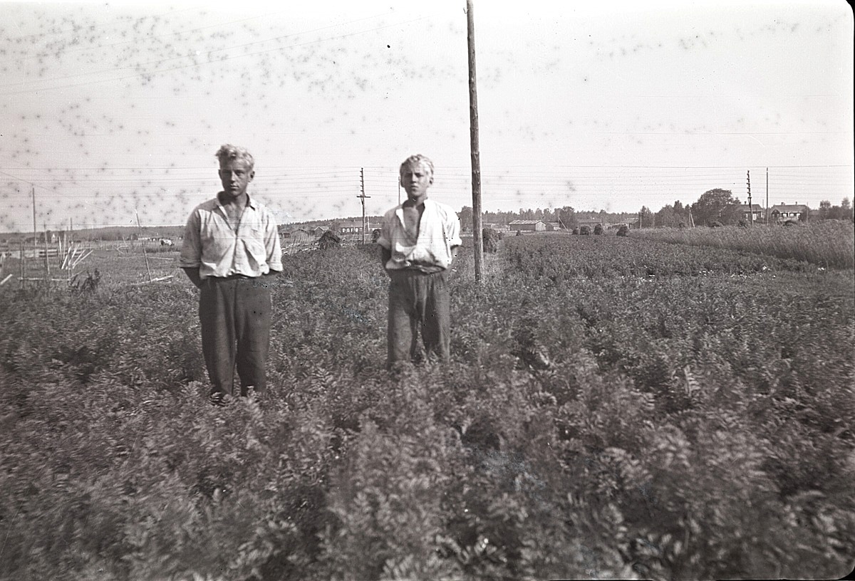 Åke och Kurt Ålgars i morotslandet. I bakgrunden till höger syns kommunalgården.