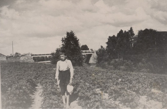 Åke Klemets i potatislandet nere vid ån, ca 1935. I bakgrunden Stora bron och Ådd-gården skymtar uppe till höger.