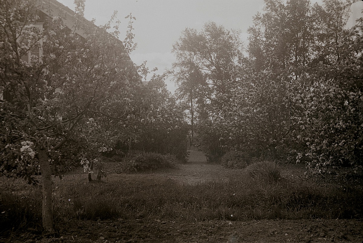 Äppelträden blommar i Selims trädgård.