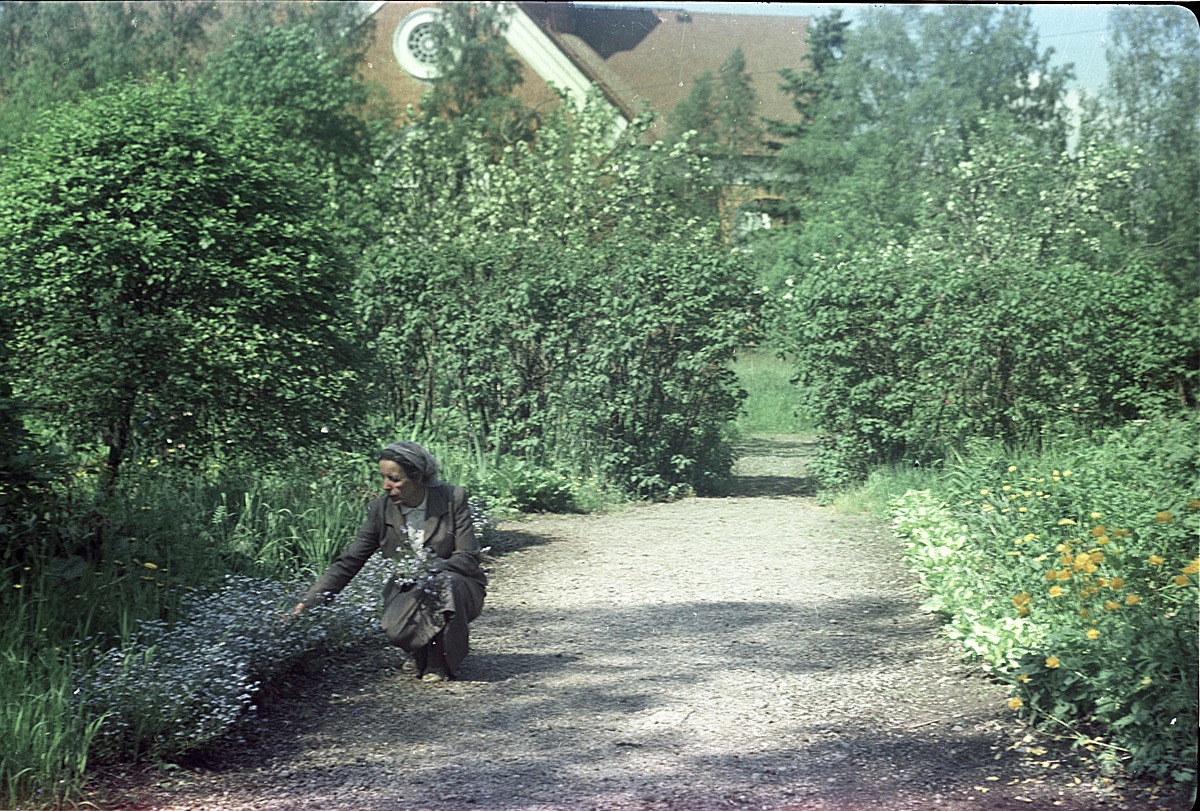 Lärarinnan Seidi Nordström på huk i blomrabatten i Selim Björses välskötta trädgård, sommaren 1957.