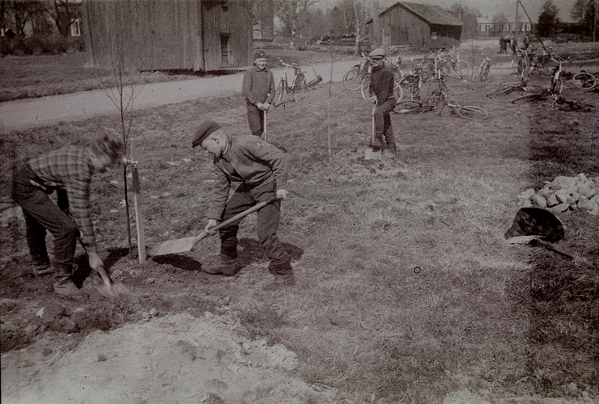 De här björkarna som pojkarna planterar 1959 sågades ned på hösten 2017 i samband med att vägen och cykelbanan byggdes. I bakgrunden Starckes häbbre och längst till höger Molanders gård.