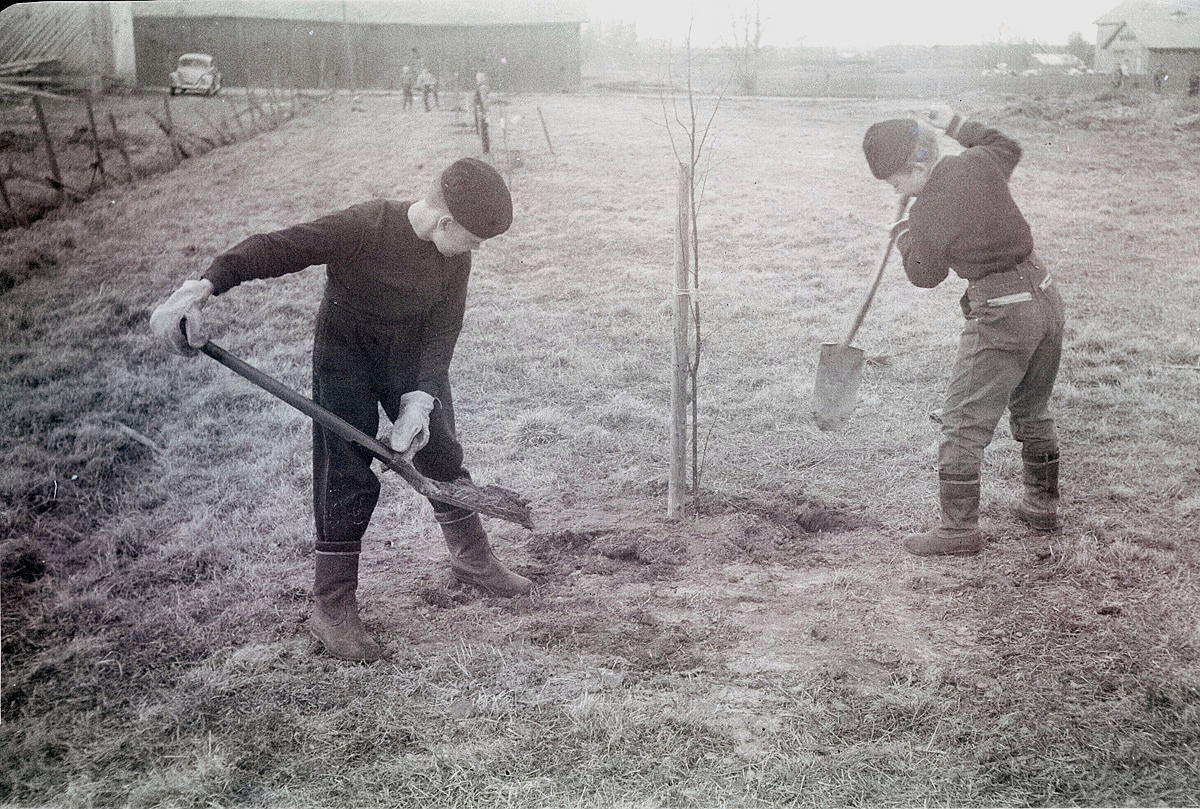 Kolla vilka rejäla arbetshandskar pojken till vänster har, då de planterar björkar på skolgården.