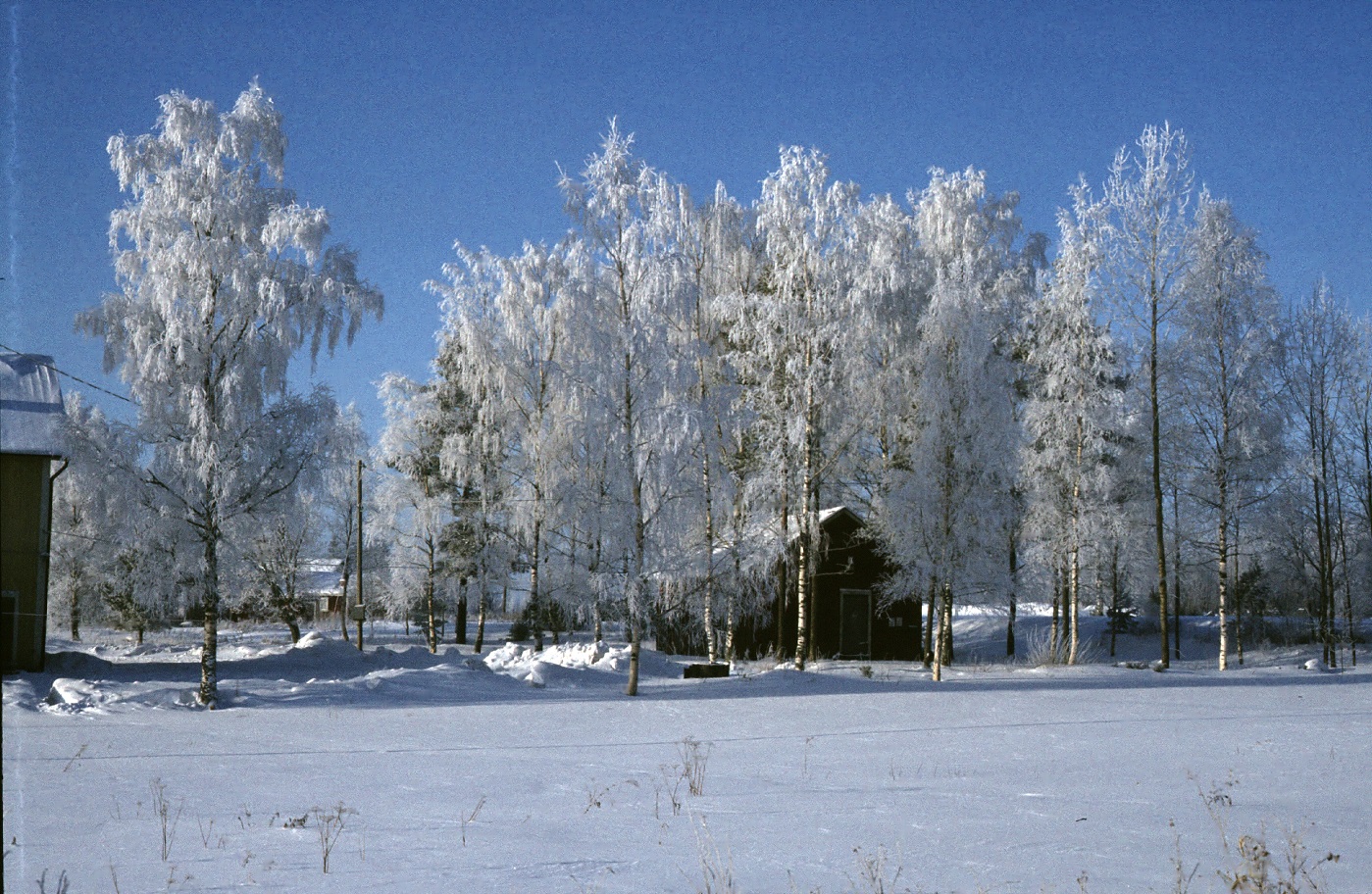 Björkarna fulla med rimfrost vintern 1985 där ungdomsföreningens uthus syns mitt i bild.