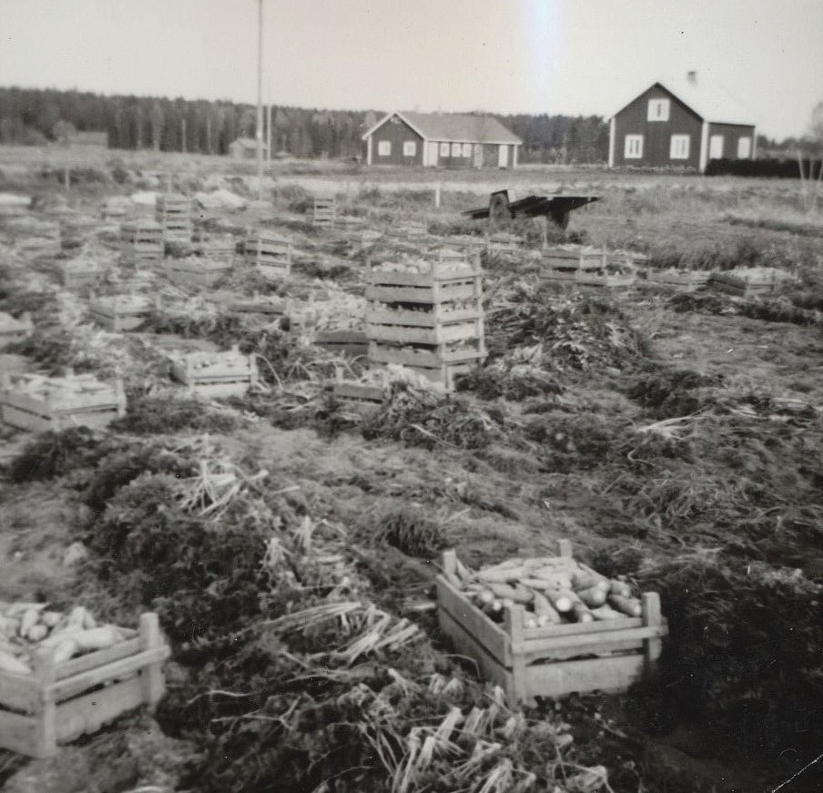 Lådorna är fyllda med nyskördade morötter, som sedan skall köras till källaren med kärran som väntar i bakgrunden. Längre bort syns Helmers gård.