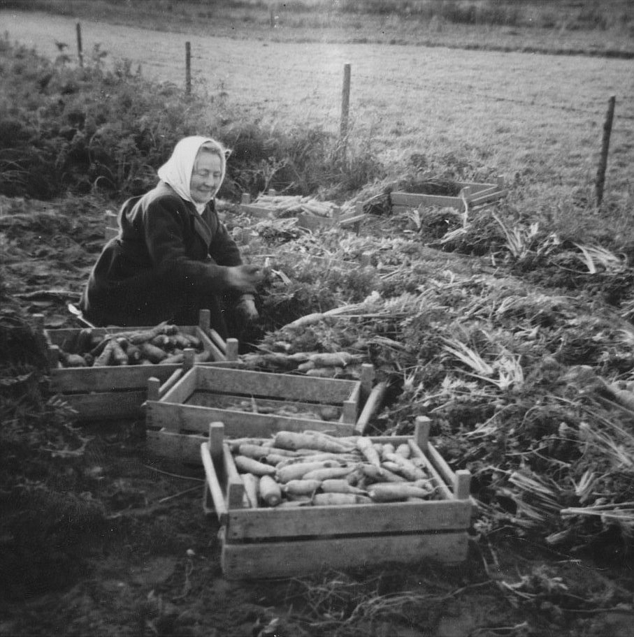 Morotsodlingen var en viktig näring i Dagsmark före potatisen blev det som alla bönder satsade på. Morötterna skördades sent på hösten för hand och sattes i trälådor, för att sedan köras till morotskällaren. Signe Grans visar här hur arbetet gick till.